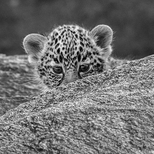 An adorable baby cheetah in black and white.